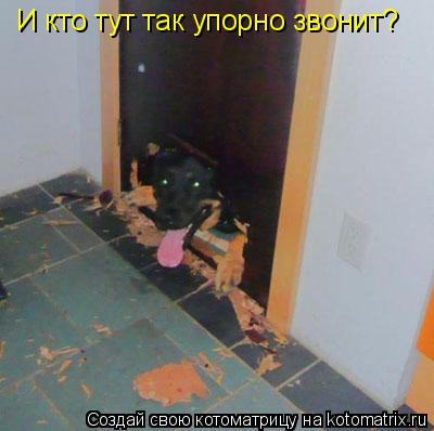 И кто тут так упорно звонит?... Котоматрица: И кто тут так упорно звонит?