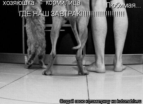 Любимая... хозяюшка кормилица ГДЕ НАШ ЗАВТРАК!!!!!!!!!!!!!!!!!!!!!... Котоматрица: Любимая... хозяюшка кормилица ГДЕ НАШ ЗАВТРАК!!!!!!!!!!!!!!!!!!!!!