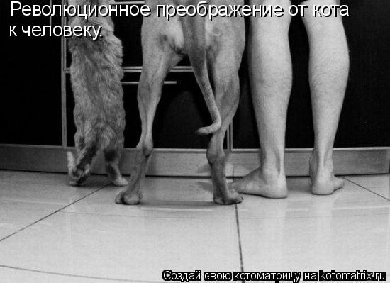 Революционное преображение от кота к человеку.... Котоматрица: Революционное преображение от кота к человеку.