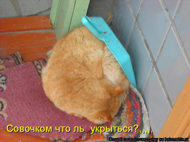 Совочком что ль укрыться?,,,,, Совочком что ль укрыться?,,,,,... Котоматрица: Совочком что ль укрыться?,,,,, Совочком что ль укрыться?,,,,,