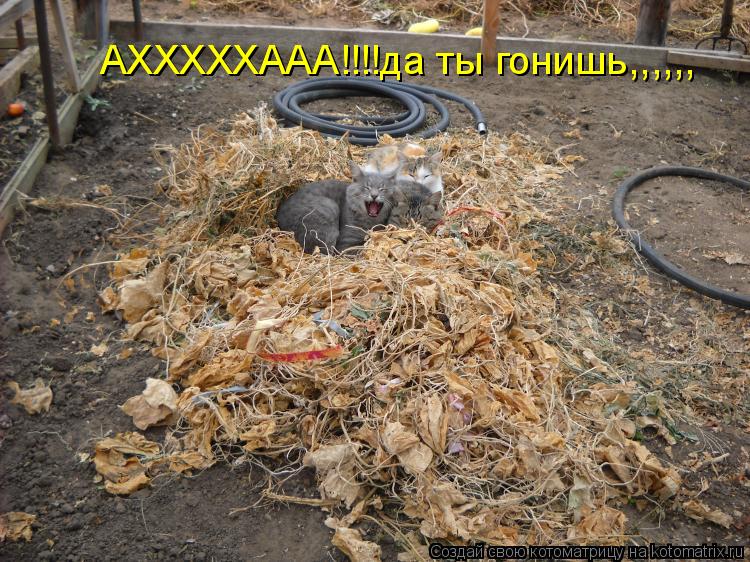 АХХХХХААА!!!!да ты гонишь,,,,,, АХХХХХААА!!!!да ты гонишь,,,,,,... Котоматрица: АХХХХХААА!!!!да ты гонишь,,,,,, АХХХХХААА!!!!да ты гонишь,,,,,,
