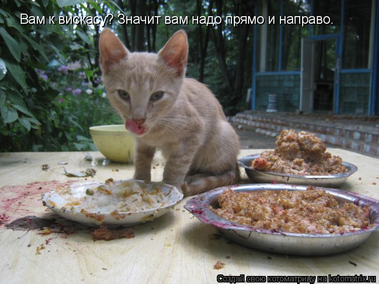 Вам к вискасу? Значит вам надо прямо и направо.... Котоматрица: Вам к вискасу? Значит вам надо прямо и направо.