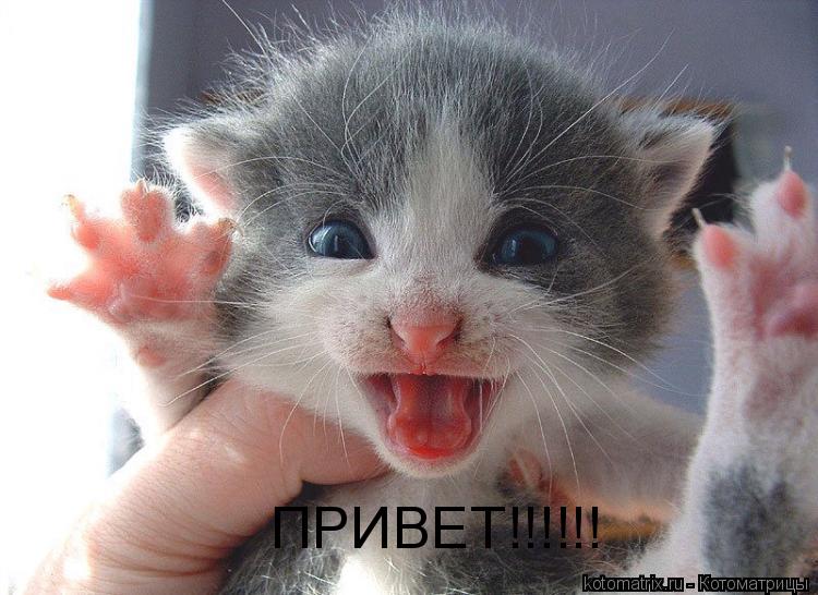 ПРИВЕТ!!!!!!... Котоматрица: ПРИВЕТ!!!!!!