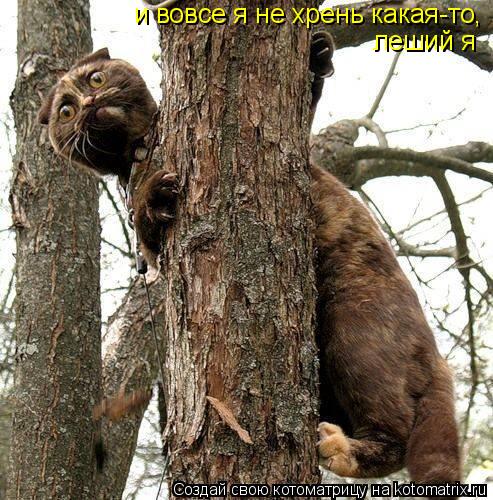 и вовсе я не хрень какая-то, леший я... Котоматрица: и вовсе я не хрень какая-то, леший я