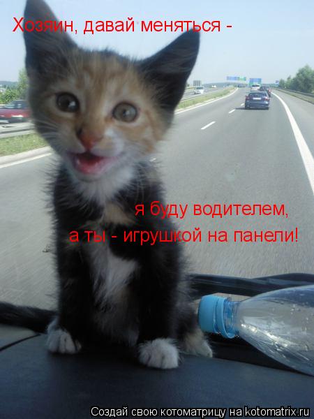 Хозяин, давай меняться - я буду водителем, а ты - игрушкой на панели!... Котоматрица: Хозяин, давай меняться - я буду водителем, а ты - игрушкой на панели!