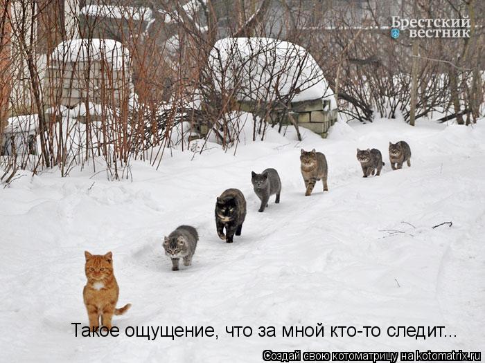 Такое ощущение, что за мной кто-то следит...... Котоматрица: Такое ощущение, что за мной кто-то следит...