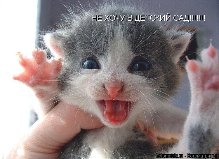 НЕ ХОЧУ В ДЕТСКИЙ САД!!!!!!!... Котоматрица: НЕ ХОЧУ В ДЕТСКИЙ САД!!!!!!!