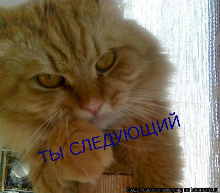 ТЫ СЛЕДУЮЩИЙ... Котоматрица: ТЫ СЛЕДУЮЩИЙ