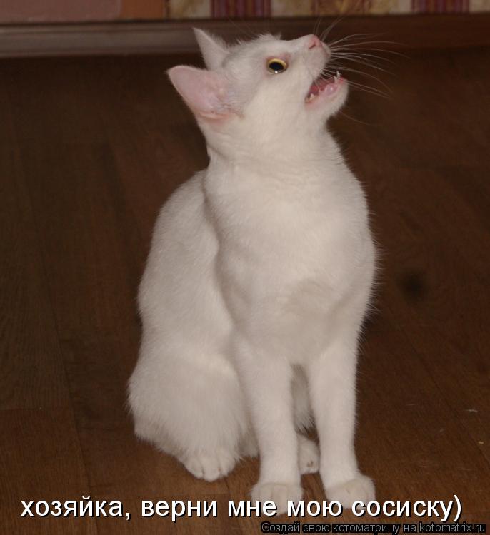 хозяйка, верни мне мою сосиску)... Котоматрица: хозяйка, верни мне мою сосиску)