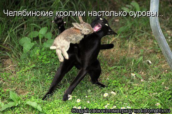 Челябинские кролики настолько суровы...... Котоматрица: Челябинские кролики настолько суровы...