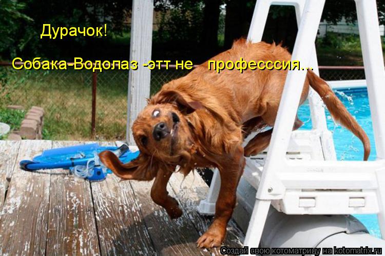 Дурачок! Собака-Водолаз -этт не професссия...... Котоматрица: Дурачок! Собака-Водолаз -этт не професссия...