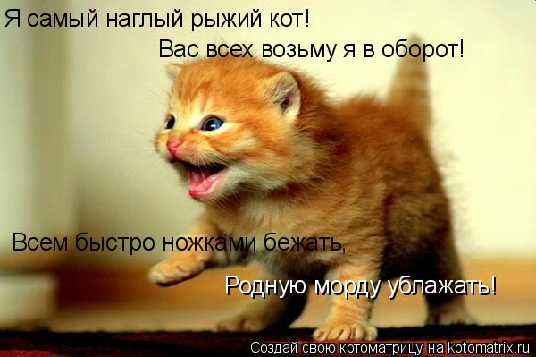 Я самый наглый рыжий кот! Вас всех возьму я в оборот! Всем быстро ножками бежать, Родную морду ублажа... Котоматрица: Я самый наглый рыжий кот! Вас всех возьму я в оборот! Всем быстро ножками бежать, Родную морду ублажать!