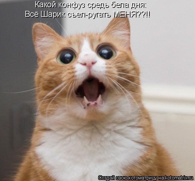 Какой конфуз средь бела дня: Всё Шарик съел-ругать МЕНЯ??!!... Котоматрица: Какой конфуз средь бела дня: Всё Шарик съел-ругать МЕНЯ??!!