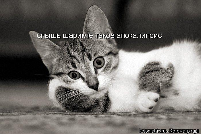 слышь шарикчё такое апокалипсис... Котоматрица: слышь шарикчё такое апокалипсис