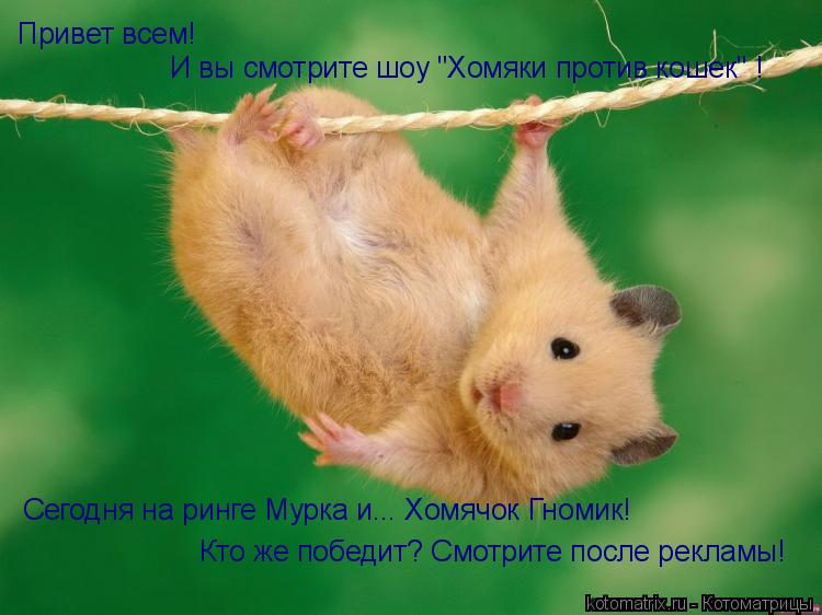 Привет всем! И вы смотрите шоу "Хомяки против кошек" ! Сегодня на ринге Мурка и... Хомячок Гномик! Кт... Котоматрица: Привет всем! И вы смотрите шоу "Хомяки против кошек" ! Сегодня на ринге Мурка и... Хомячок Гномик! Кто же победит? Смотрите после рекламы!