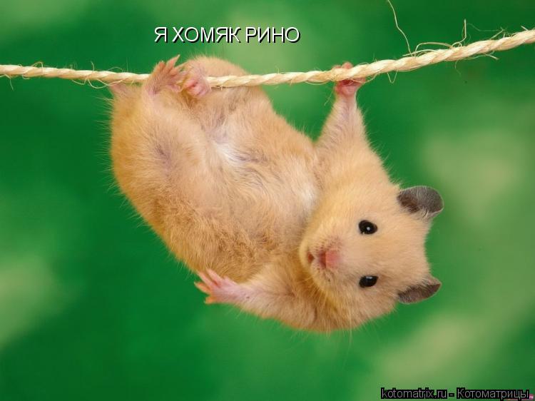 Я ХОМЯК РИНО... Котоматрица: Я ХОМЯК РИНО