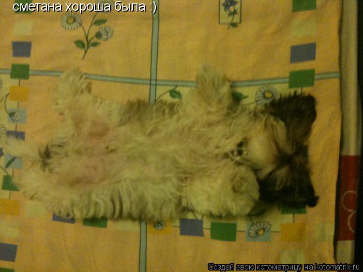 сметана хороша была :)... Котоматрица: сметана хороша была :)