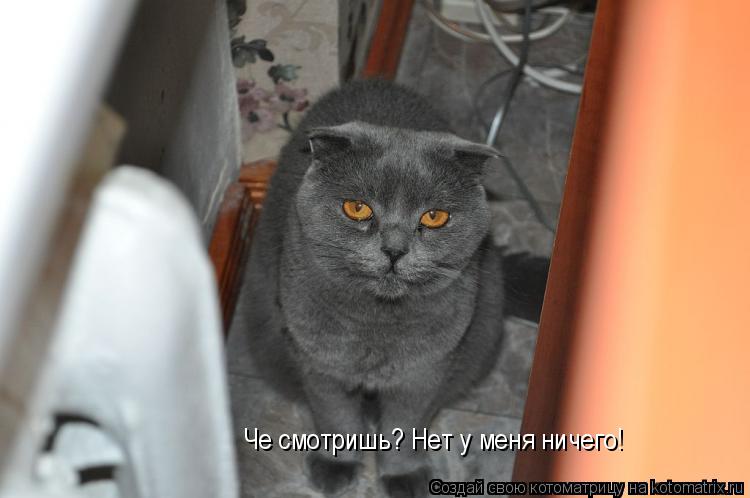 Че смотришь? Нет у меня ничего!... Котоматрица: Че смотришь? Нет у меня ничего!
