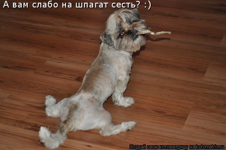 А вам слабо на шпагат сесть? :)... Котоматрица: А вам слабо на шпагат сесть? :)