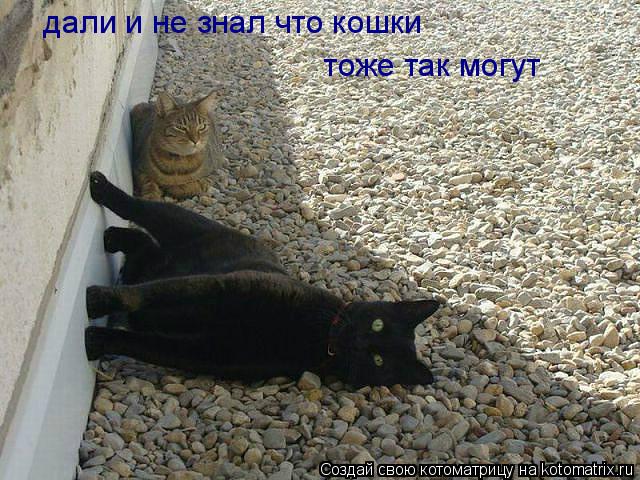 Котоматрица: дали и не зналкошки плагиат  дали и не знал что кошки  тоже так могут