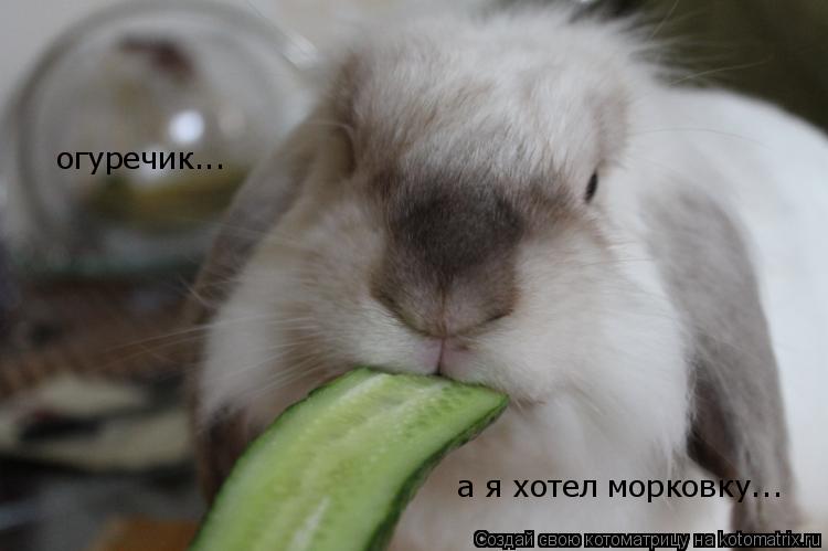 огуречик... а я хотел морковку...... Котоматрица: огуречик... а я хотел морковку...