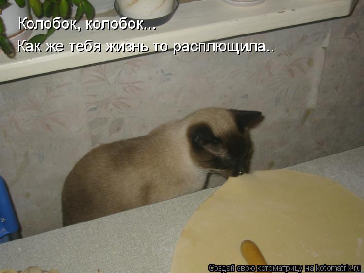 Колобок, колобок... Как же тебя жизнь то расплющила..... Котоматрица: Колобок, колобок... Как же тебя жизнь то расплющила..
