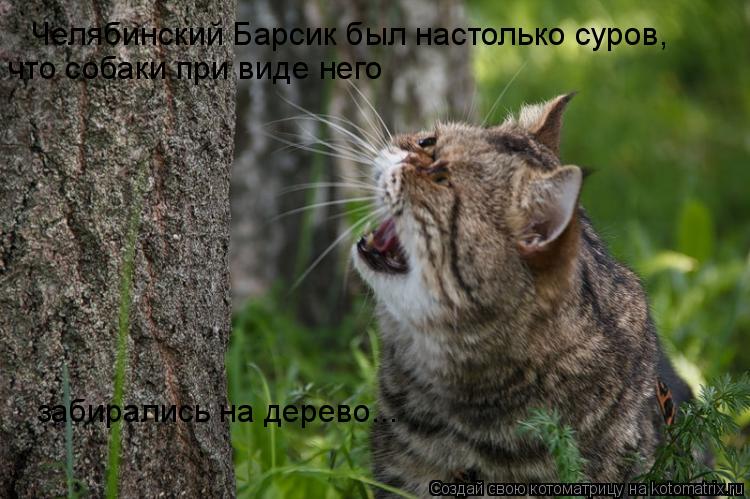 Челябинский Барсик был настолько суров, что собаки при виде него забирались на дерево...... Котоматрица: Челябинский Барсик был настолько суров, что собаки при виде него забирались на дерево...