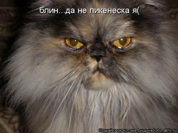 блин...да не пикенеска я(... Котоматрица: блин...да не пикенеска я(
