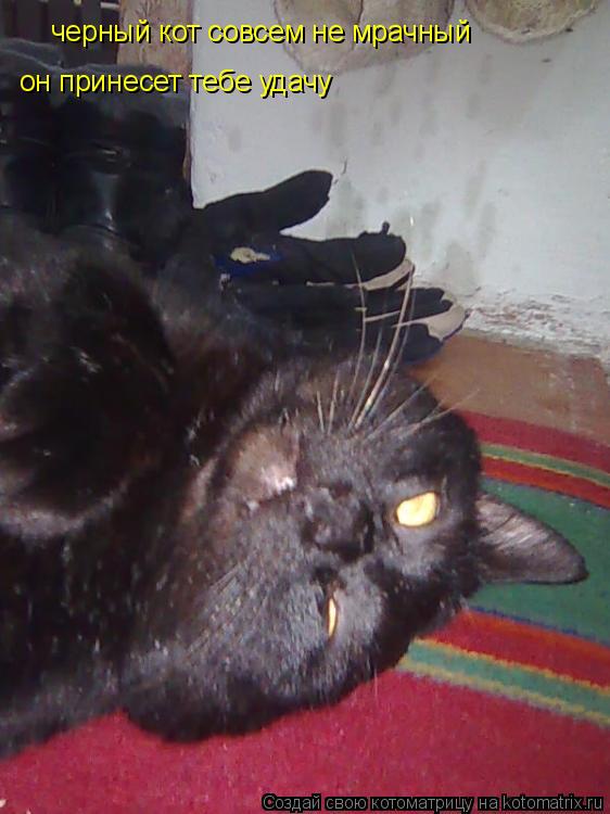 черный кот совсем не мрачный он принесет тебе удачу... Котоматрица: черный кот совсем не мрачный он принесет тебе удачу