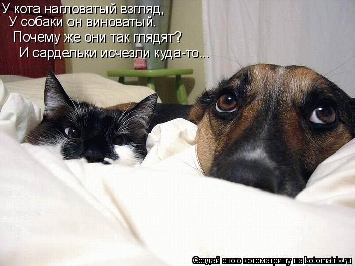 У собаки он виноватый. У кота нагловатый взгляд, Почему же они так глядят? И сардельки исчезли куда-т... Котоматрица: У собаки он виноватый. У кота нагловатый взгляд, Почему же они так глядят? И сардельки исчезли куда-то...