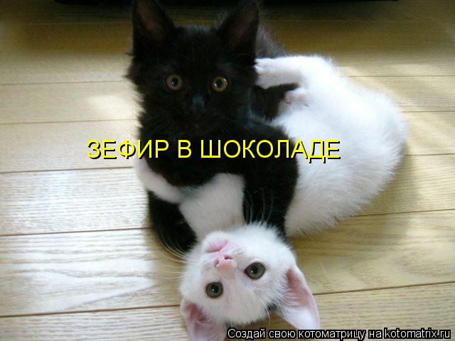 ЗЕФИР В ШОКОЛАДЕ... Котоматрица: ЗЕФИР В ШОКОЛАДЕ