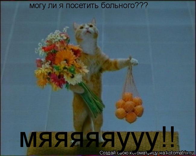 могу ли я посетить больного??? мяяяяяууу!!... Котоматрица: могу ли я посетить больного??? мяяяяяууу!!
