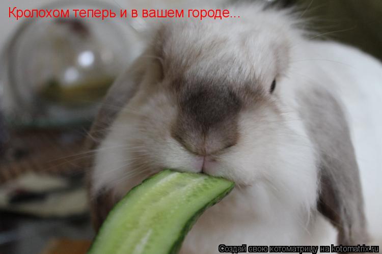 Кролохом теперь и в вашем городе...... Котоматрица: Кролохом теперь и в вашем городе...