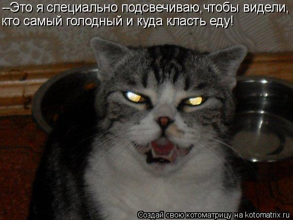 --Это я специально подсвечиваю,чтобы видели, кто самый голодный и куда класть еду!... Котоматрица: --Это я специально подсвечиваю,чтобы видели, кто самый голодный и куда класть еду!