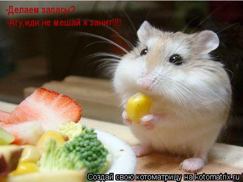 -Делаем запасы? -Агу,иди не мешай я занит!!!!... Котоматрица: -Делаем запасы? -Агу,иди не мешай я занит!!!!