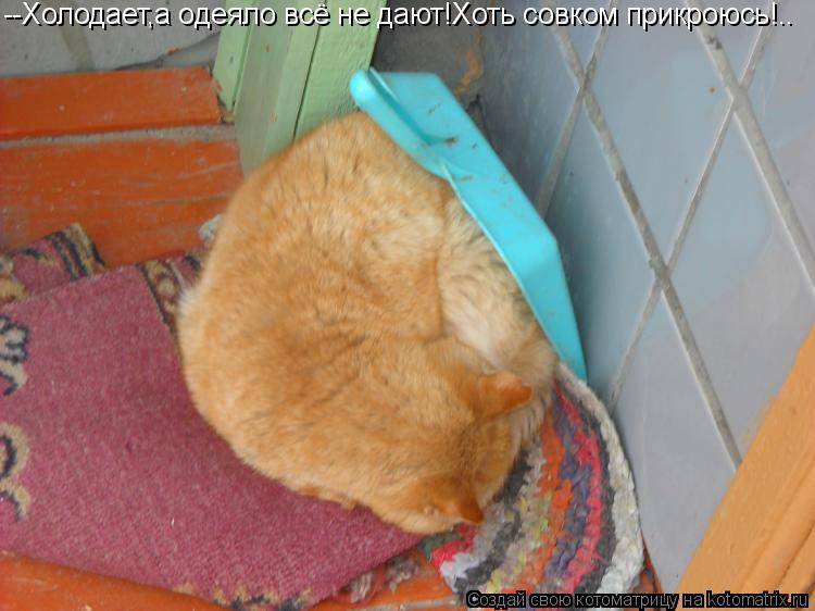 --Холодает,а одеяло всё не дают!Хоть совком прикроюсь!..... Котоматрица: --Холодает,а одеяло всё не дают!Хоть совком прикроюсь!..