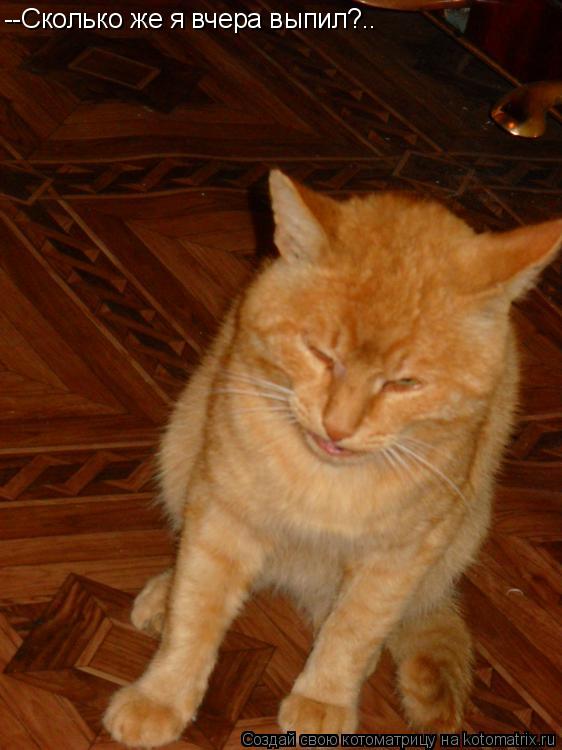 --Сколько же я вчера выпил?..... Котоматрица: --Сколько же я вчера выпил?..