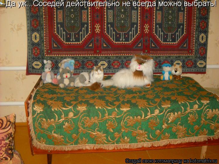 --Да уж...Соседей действительно не всегда можно выбрать!... Котоматрица: --Да уж...Соседей действительно не всегда можно выбрать!