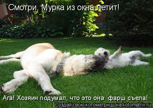 Смотри, Мурка из окна летит! Ага! Хозяин подумал, что это она фарш съела!... Котоматрица: Смотри, Мурка из окна летит! Ага! Хозяин подумал, что это она фарш съела!