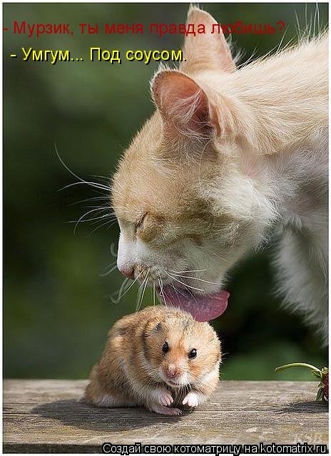 - Мурзик, ты меня правда любишь? - Умгум... Под соусом.... Котоматрица: - Мурзик, ты меня правда любишь? - Умгум... Под соусом.