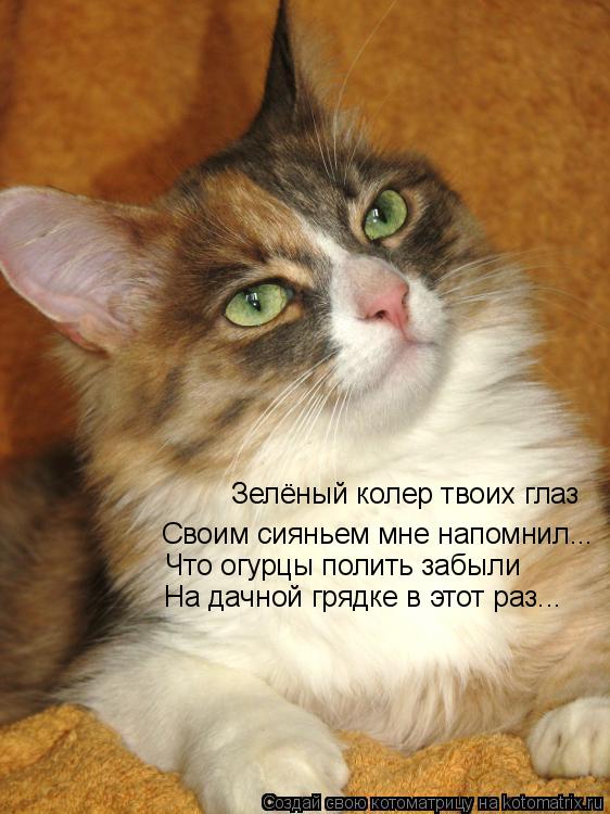 Зелёный колер твоих глаз Своим сияньем мне напомнил... Что огурцы полить забыли На дачной грядке в эт... Котоматрица: Зелёный колер твоих глаз Своим сияньем мне напомнил... Что огурцы полить забыли На дачной грядке в этот раз...