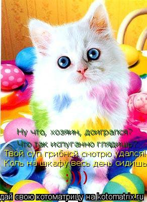 Ну что, хозяин, доигрался? Что так испуганно глядишь? Твой суп грибной смотрю удался! Коль на шкафу в... Котоматрица: Ну что, хозяин, доигрался? Что так испуганно глядишь? Твой суп грибной смотрю удался! Коль на шкафу весь день сидишь :)))