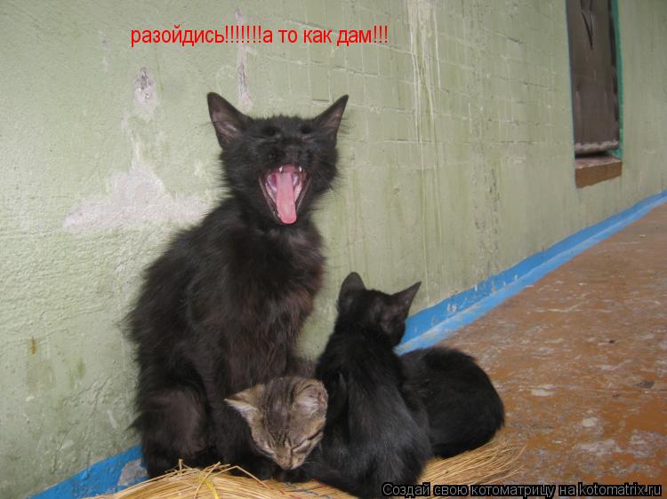 разойдись!!!!!!!а то как дам!!!... Котоматрица: разойдись!!!!!!!а то как дам!!!