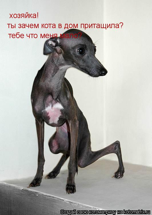 хозяйка! ты зачем кота в дом притащила? тебе что меня мало?... Котоматрица: хозяйка! ты зачем кота в дом притащила? тебе что меня мало?