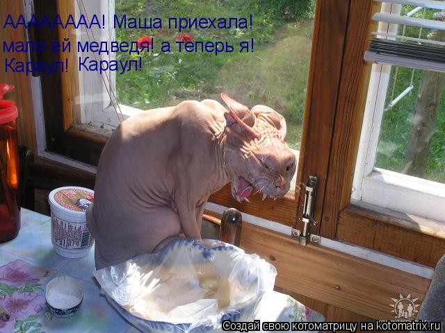 АААААААА! Маша приехала! мало ей медведя! а теперь я! Караул! Караул!... Котоматрица: АААААААА! Маша приехала! мало ей медведя! а теперь я! Караул! Караул!