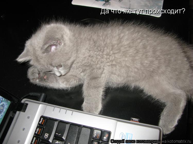 Да что же тут происходит?... Котоматрица: Да что же тут происходит?