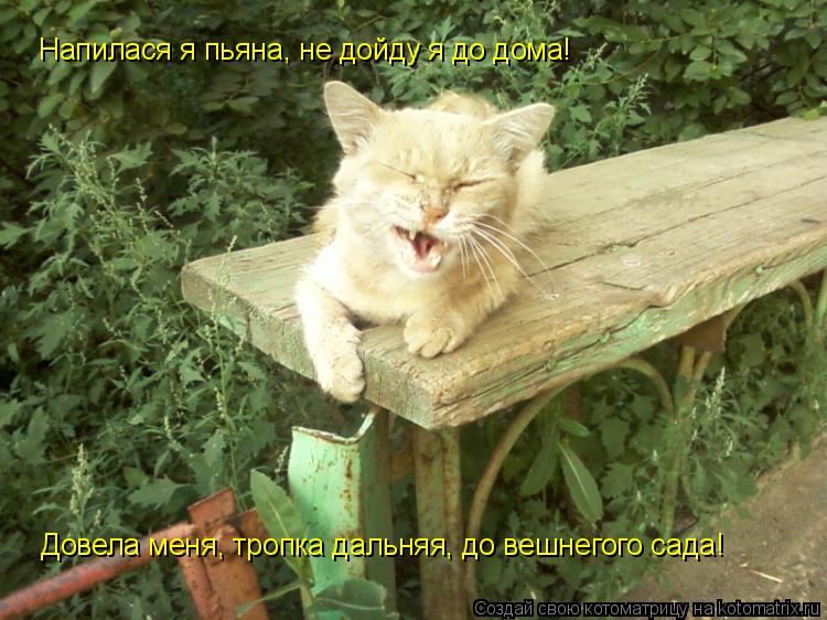 Напилася я пьяна, не дойду я до дома! Довела меня, тропка дальняя, до вешнегого сада!... Котоматрица: Напилася я пьяна, не дойду я до дома! Довела меня, тропка дальняя, до вешнегого сада!