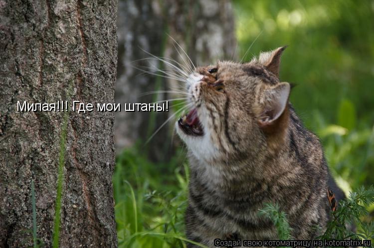 Милая!!! Где мои штаны!... Котоматрица: Милая!!! Где мои штаны!