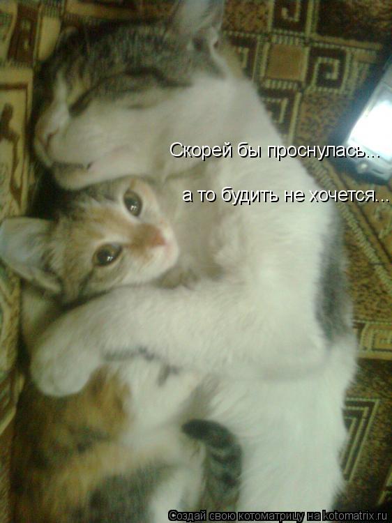 Скорей бы проснулась... а то будить не хочется...... Котоматрица: Скорей бы проснулась... а то будить не хочется...
