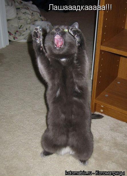 Лашааадкааааа!!!... Котоматрица: Лашааадкааааа!!!